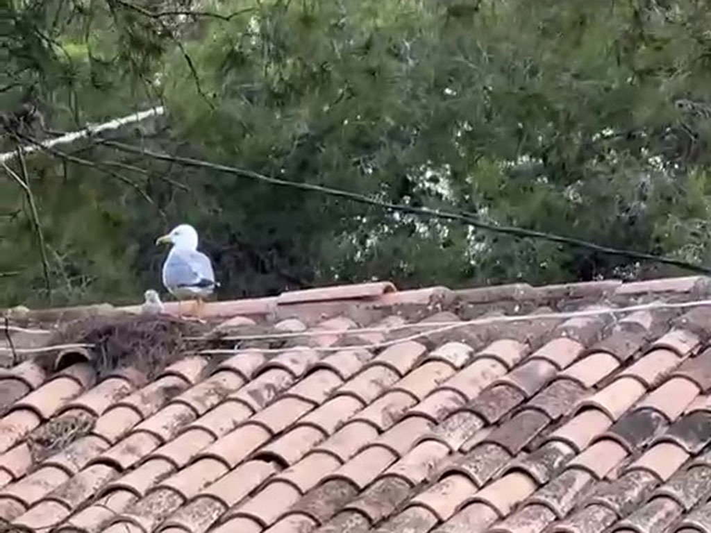 Una gaviota patiamarilla (Larus michahellis) vigila sus crías en el tejado de un edificio de Calpe. La ley estatal prohíbe perturbar estos nidos activos durante la época de cría