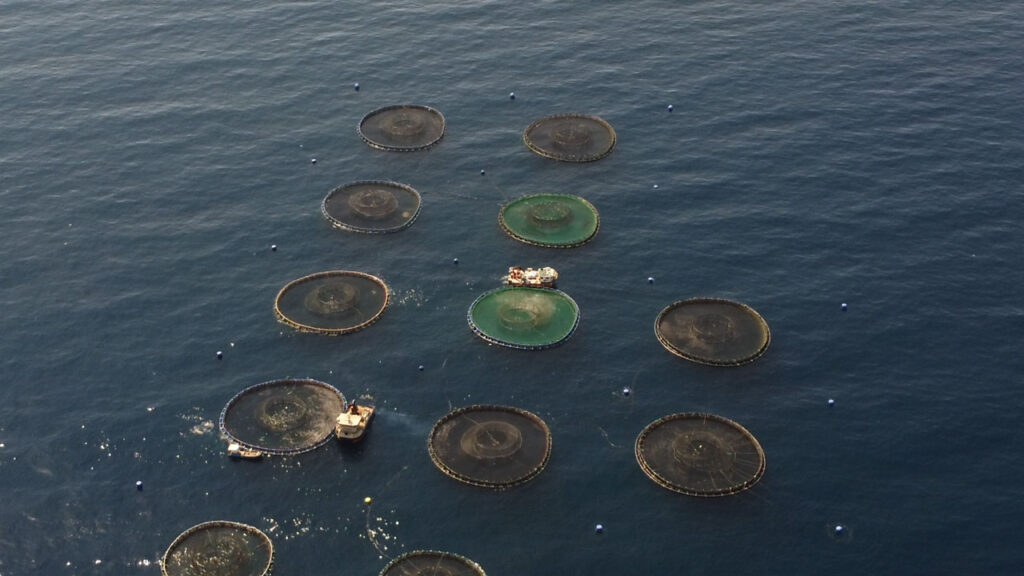 Treinta y cinco jaulas, un mismo mar. Desde el aire, la bahía de Calp ya no es paisaje: es superficie de producción. Foto: C. Underwood