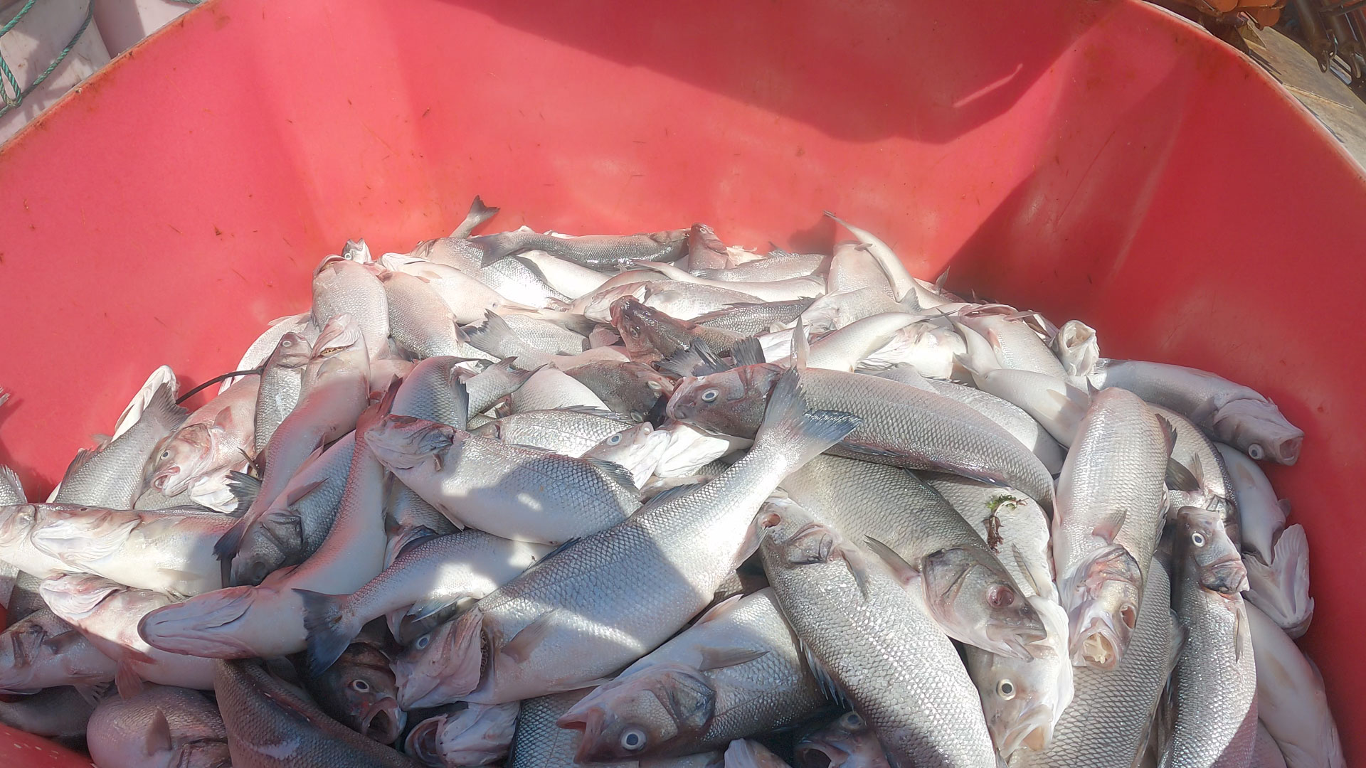 Greenpeace Expresses Concern Over Another Mass Die-off of Sea Bass and Sea Bream at Aquanaria and CANEXMAR